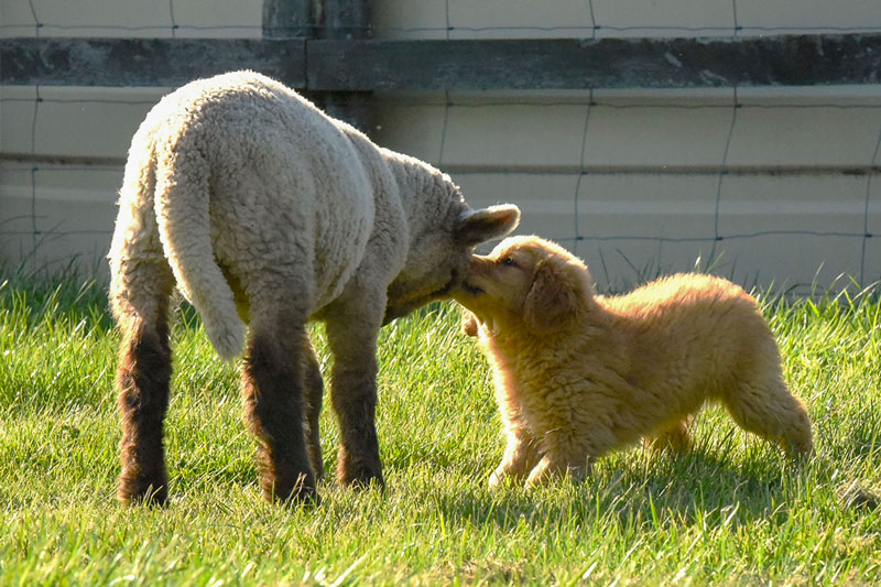 A playful lamb and dog interacting on the farm