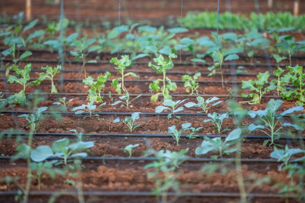 Drip irrigation system in use in a sustainable garden.