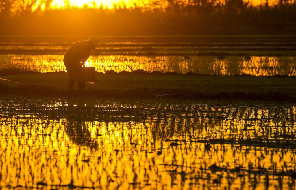 pexels-greece-china-news-81838757-16182226 Farmer sowing seeds in a field during sunrise, with golden light illuminating the scene.
