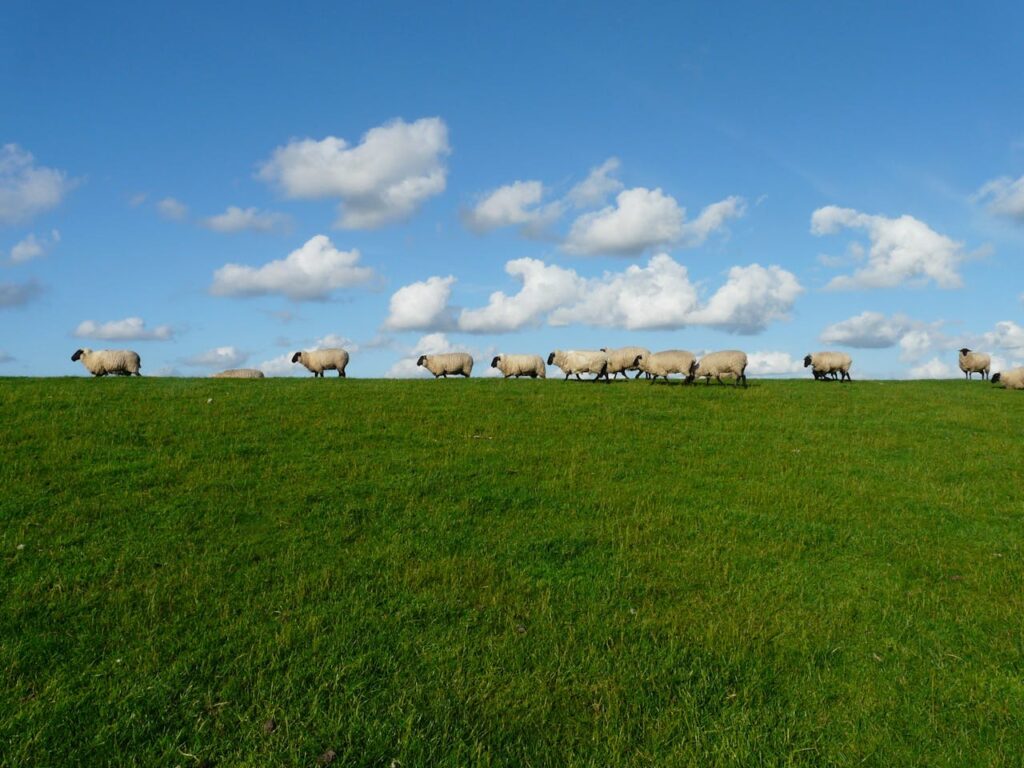 A lush green farm with grazing animals contributing to soil fertility.