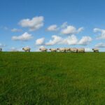 A lush green farm with grazing animals contributing to soil fertility.
