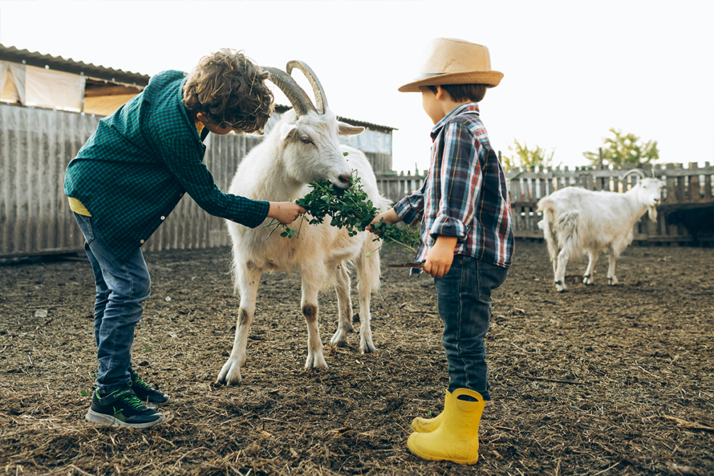 Fun and Educational Farm Activities for Kids