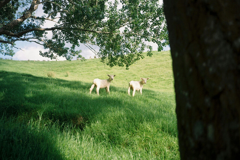 post7-2 Sheep grazing under a shaded tree in summer