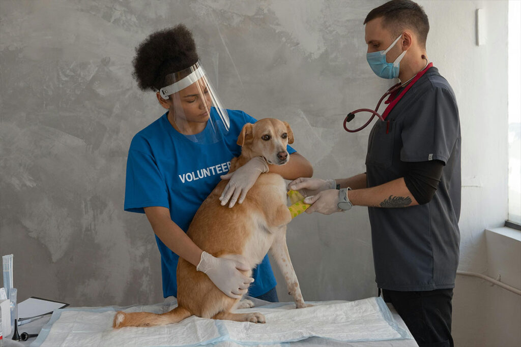 post7-3 Vet examining a farm dog