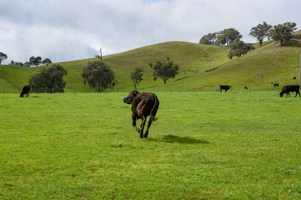 A scenic view of the Australian countryside at Farm & Finds