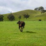 A scenic view of the Australian countryside at Farm & Finds